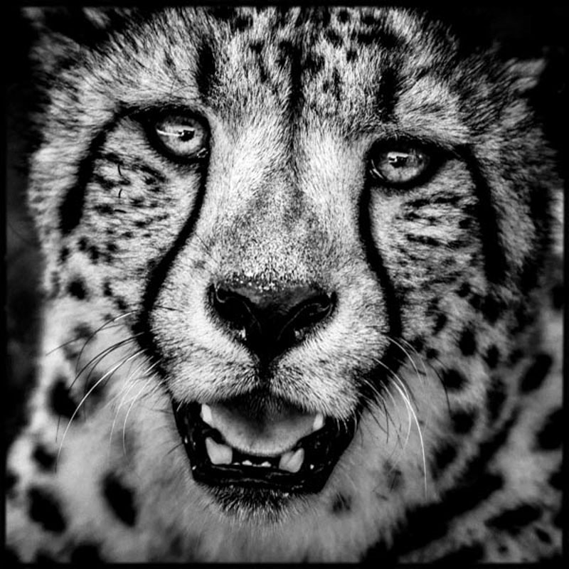 cheetah-baheux-4531